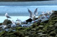 Larus novaehollandie