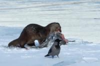 Eurasian otter