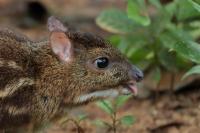 Yellow-striped chevrotain