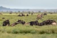 Blue wildebeest