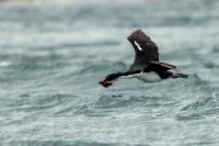 Phalacrocorax atriceps