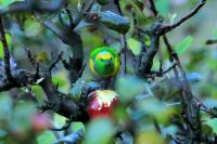 Chlorophonia callophrys