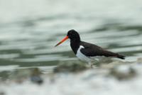 Haematopus longirostris