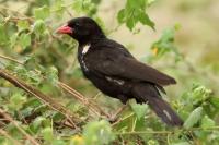 Bubalornis niger