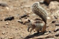 Barbary ground squirrel