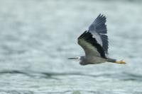 Egretta novaehollandiae