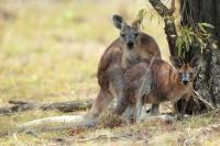 Eastern grey kangaroo