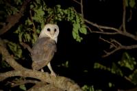 Tyto alba