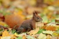 Red squirrel