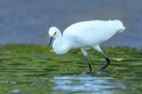 Egretta thula