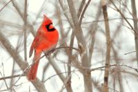 Cardinalis cardinalis