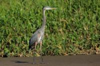 Ardea herodias