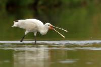 Platalea leucorodia