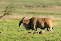 Common eland