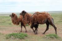 Bactrian camel