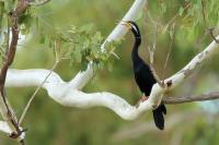 Anhinga novaehollandiae