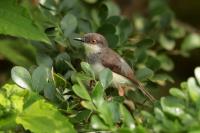 Prinia hodgsonii