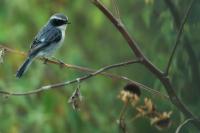 Saxicola ferreus