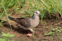 Streptopelia chinensis