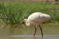 Platalea alba