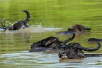 Wild water buffalo