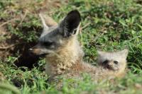 Bat-eared fox