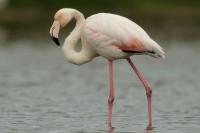 Phoenicopterus roseus