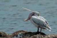 Pelecanus philippensis