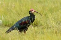 South Africa- Fauna