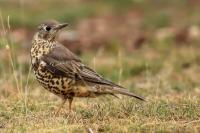 Turdus viscivorus