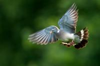 Columba palumbus