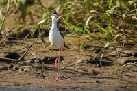 Himantopus mexicanus