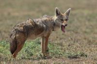 African golden wolf