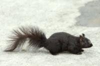 Eastern gray squirrel