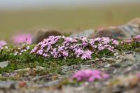 Norway -flora