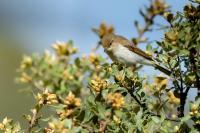 Phylloscopus bonelli