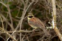 Emberiza cirlus