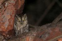 Otus scops