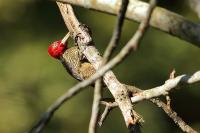 Campephilus guatemalensis 