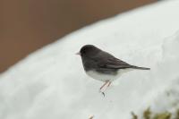 Junco hyemalis