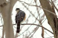 Accipiter striatus