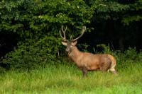 Red deer