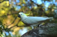 Cacatua galerita