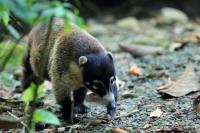 White-nosed coati