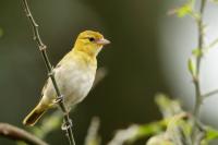 Ploceus capensis