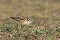 Charadrius pecuarius