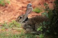 Indian hare