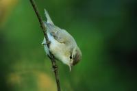 Phylloscopus trochiloides