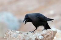 Corvus splendens