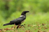 Corvus albus